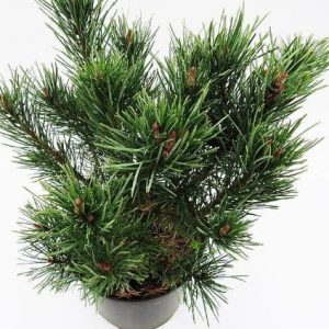 Pino silvestre Nana - Pinus sylvestris