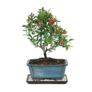 Piracanta - Pyracantha coccinea - Bonsai