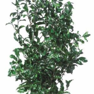 Pittosporum - Verdissimo