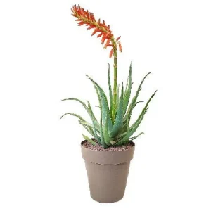 Planta araña - Aloe x spinosissima