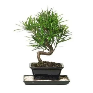 Podocarpo del Japón - Podocarpus macrophyllus - Bonsai
