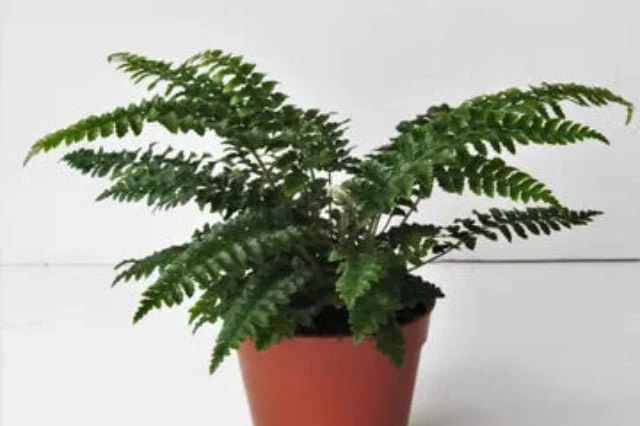 Polístico - Polystichum polyblepharum