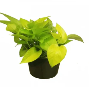Potus Limón - Epipremnum Aureum