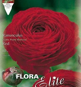 Ranunculo rojo - Ranunculus asiaticus