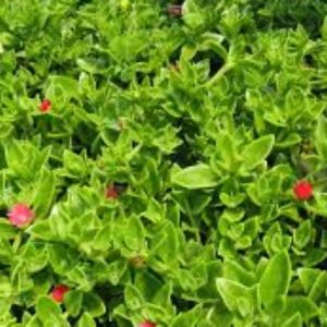 Rocío - Aptenia cordifolia
