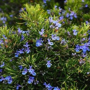 Romero rastrero - Rosmarinus officinalis Prostratus