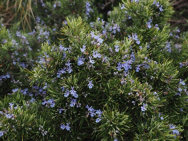 Romero - Rosmarinus officinalis - Imagen 5