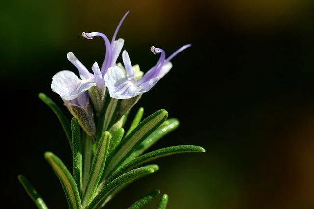 Romero - Rosmarinus officinalis - Imagen 2