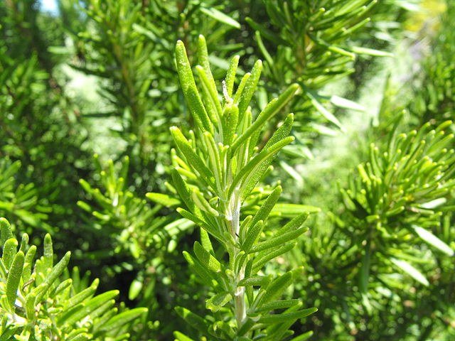 Romero - Rosmarinus officinalis - Imagen 4