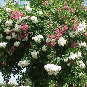 Rosal de obsequio