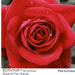 Rosal Edith Piaf Meiramboys