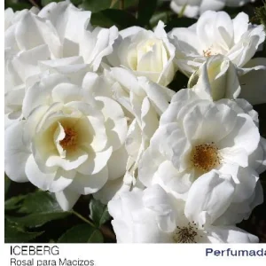 Rosal Iceberg Snow