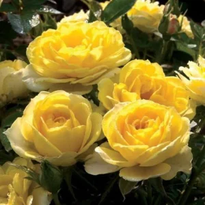 Rosal miniatura Gold Symphonie Meiskaille