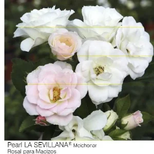 Rosal Pearl La Sevillana Meichonar