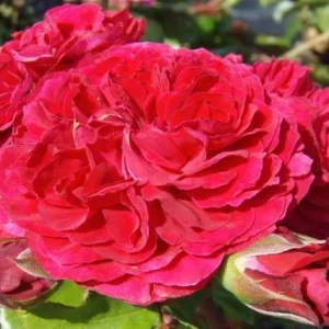 Rosal Red Leonardo Da Vinci Meiangele