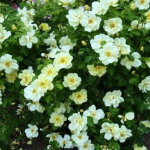 Rosal Sunny Knock Out Radsunny