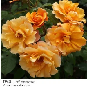 Rosal Tequila Meipomolo