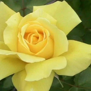 Rosal trepador Summer sunshine