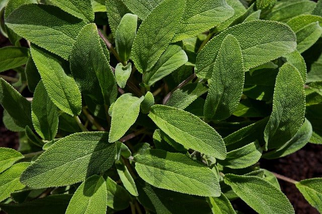 Salvia officinalis - Imagen 6
