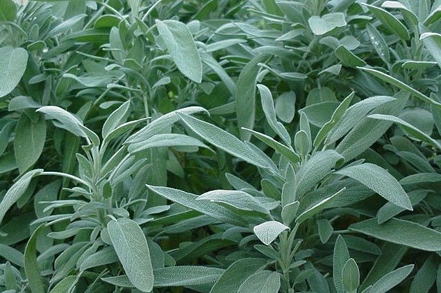 Salvia officinalis - Imagen 7