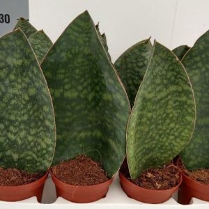 Sansevieria grandis