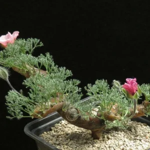 Sarcocaulon - Sarcocaulon herrei