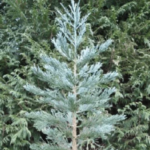 Secuoya gigante glaúca - Sequoiadendron giganteum