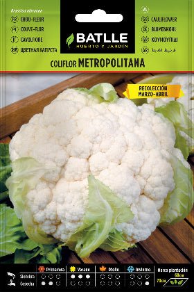 Semillas Coliflor metropolitana - Brassica oleracea botrytis - Batlle - Imagen 2