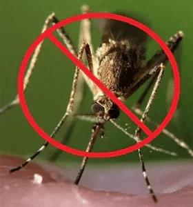 Semillas ecológicas de plantas antimosquitos - Pack