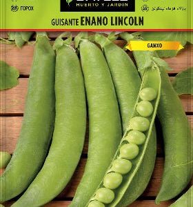 Semillas Guisante enano Lincoln - Pisum sativum - Batlle