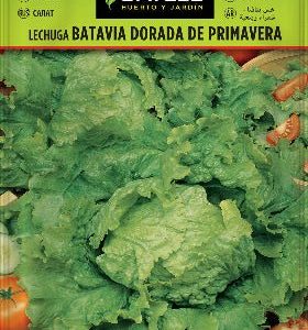 Semillas Lechuga Batavia dorada de Primavera - Lactuca sativa - Batlle