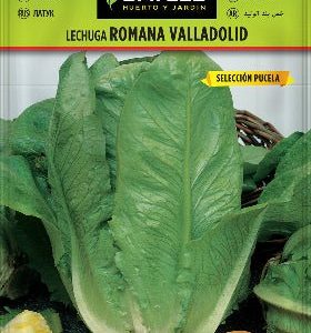 Semillas Lechuga romana Valladolid selección pucela - Lactuca sativa - Batlle