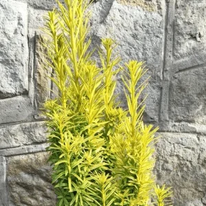 Tejo común David - Taxus baccata