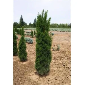 Tejo híbrido Stricta Viridis - Taxus media