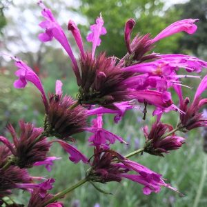 Toronjil morado - Agastache mexicana