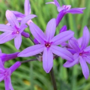 Tulbaghia Violacea