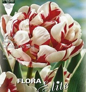 Tulipán blanco rojo - Bulbos