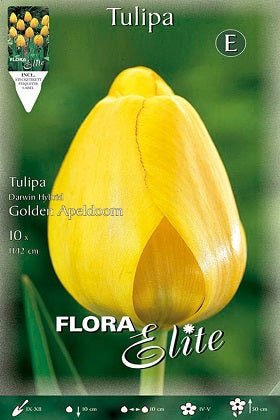 Tulipán Darwin amarillo oro - Bulbos - Imagen 2
