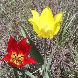 Tulipán de Didier - Tulipa gesneriana