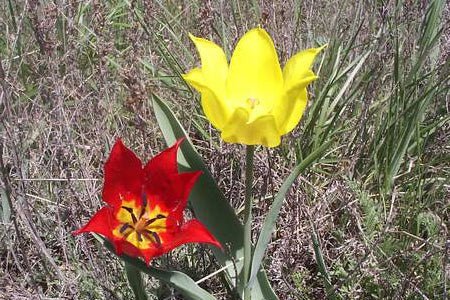 Tulipán de Didier - Tulipa gesneriana - Imagen 2