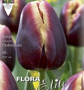 Tulipán doberman - Bulbos