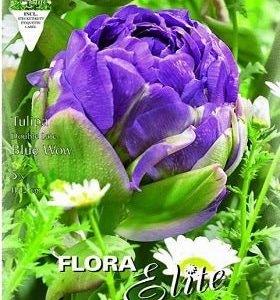 Tulipán doble azul morado - Bulbos