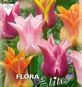 Tulipán Flor de Lys mezcla - Bulbos