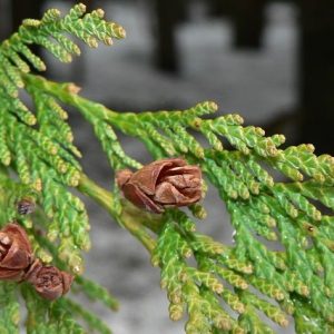 Tuya gigante Atrovirens - Thuja plicata