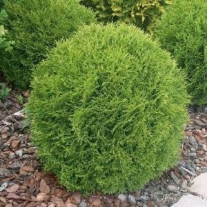 Tuya occidental Danica - Thuja occidentalis