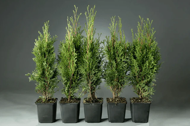 Tuya occidental Dark Embers - Thuja occidentalis - Imagen 2