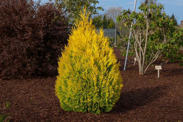 Thuja plicata 4Ever Goldy - Thuja plicata ‘4Ever Goldy’ - Imagen 2