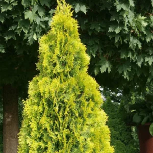Tuya occidental Golden Smaragd - Thuja occidentalis