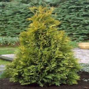 Tuya occidental Yellow Ribbon - Thuja occidentalis