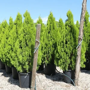 Tuya oriental Pyramidalis Aurea - Thuja orientalis